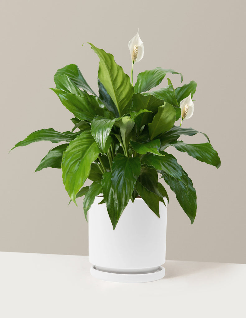 How to care for a Peace Lily