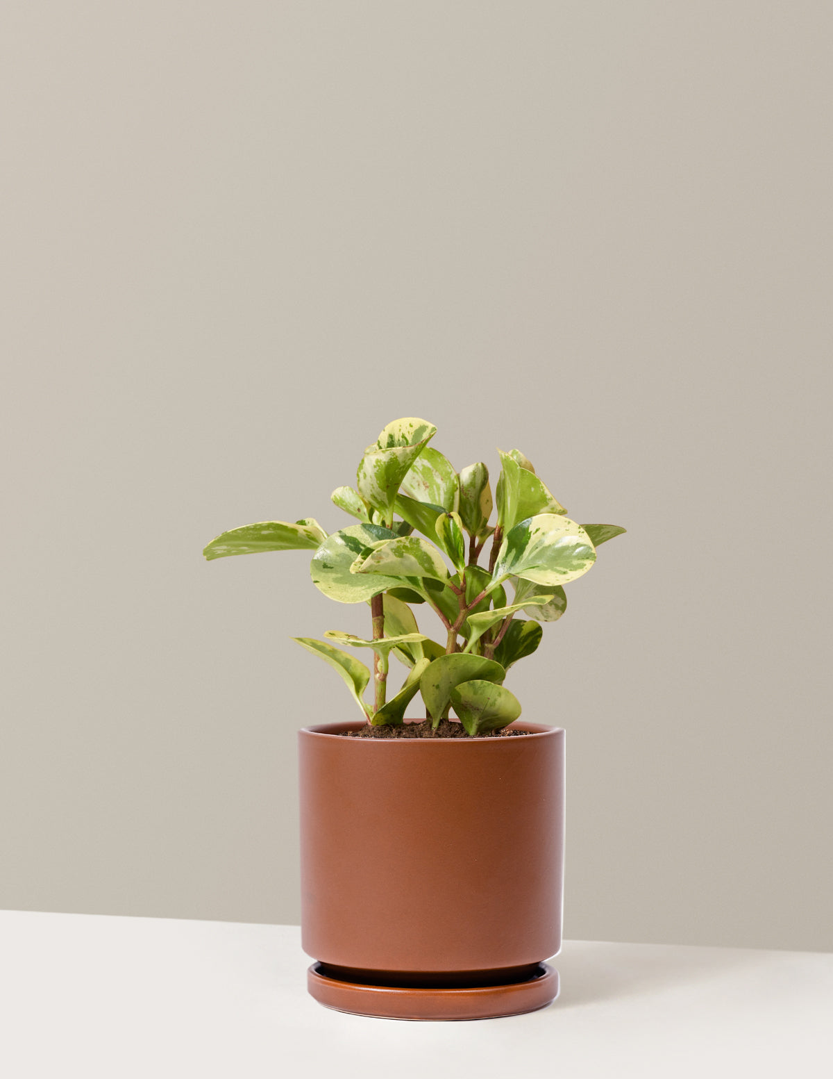 Peperomia Green Gold
