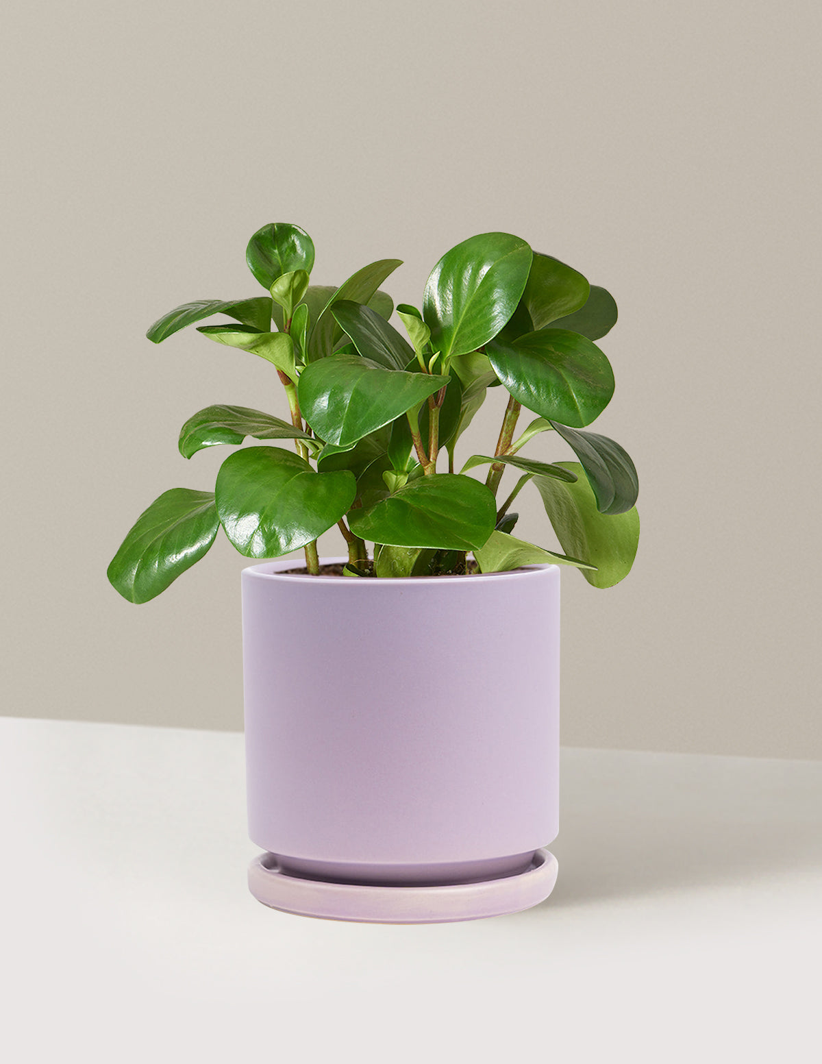 bundle | Pet Friendly | Isabella | Lavender