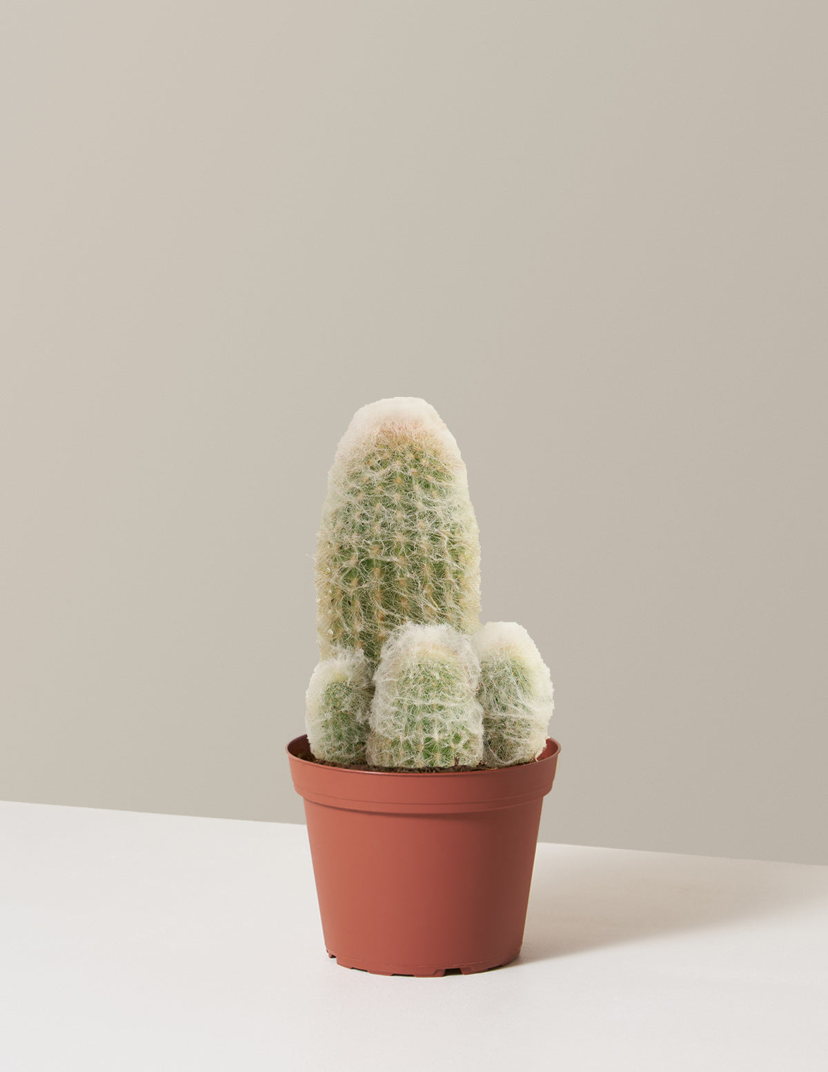 Old Man Cactus