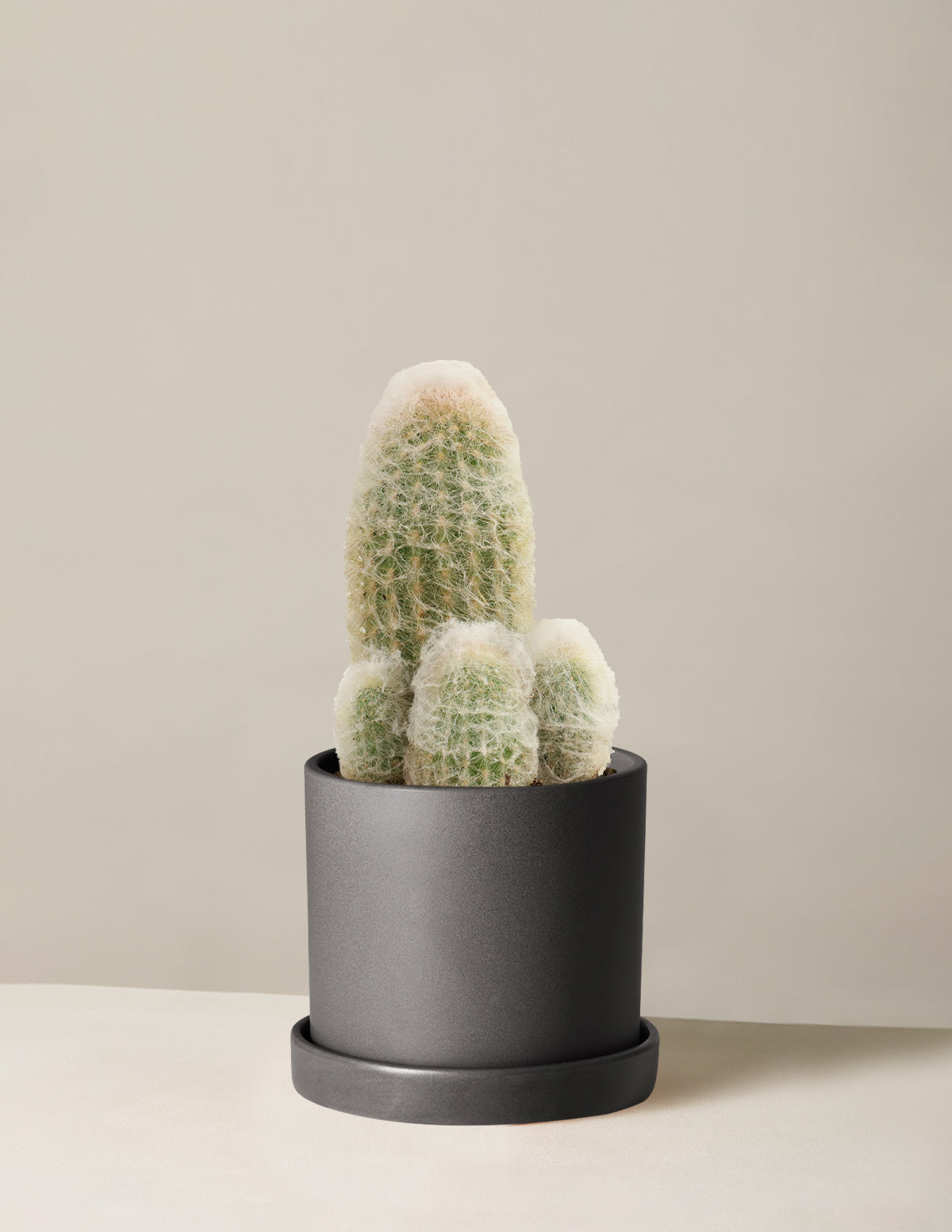 Old Man Cactus