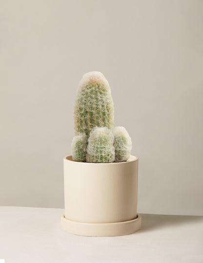 Old Man Cactus