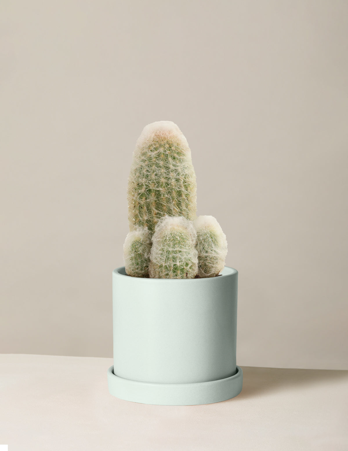 Old Man Cactus
