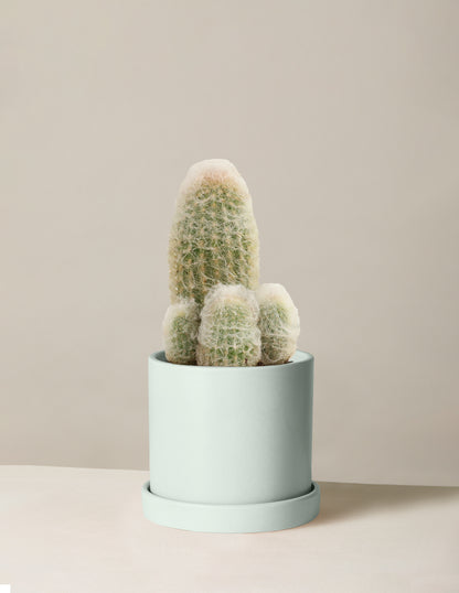 Old Man Cactus