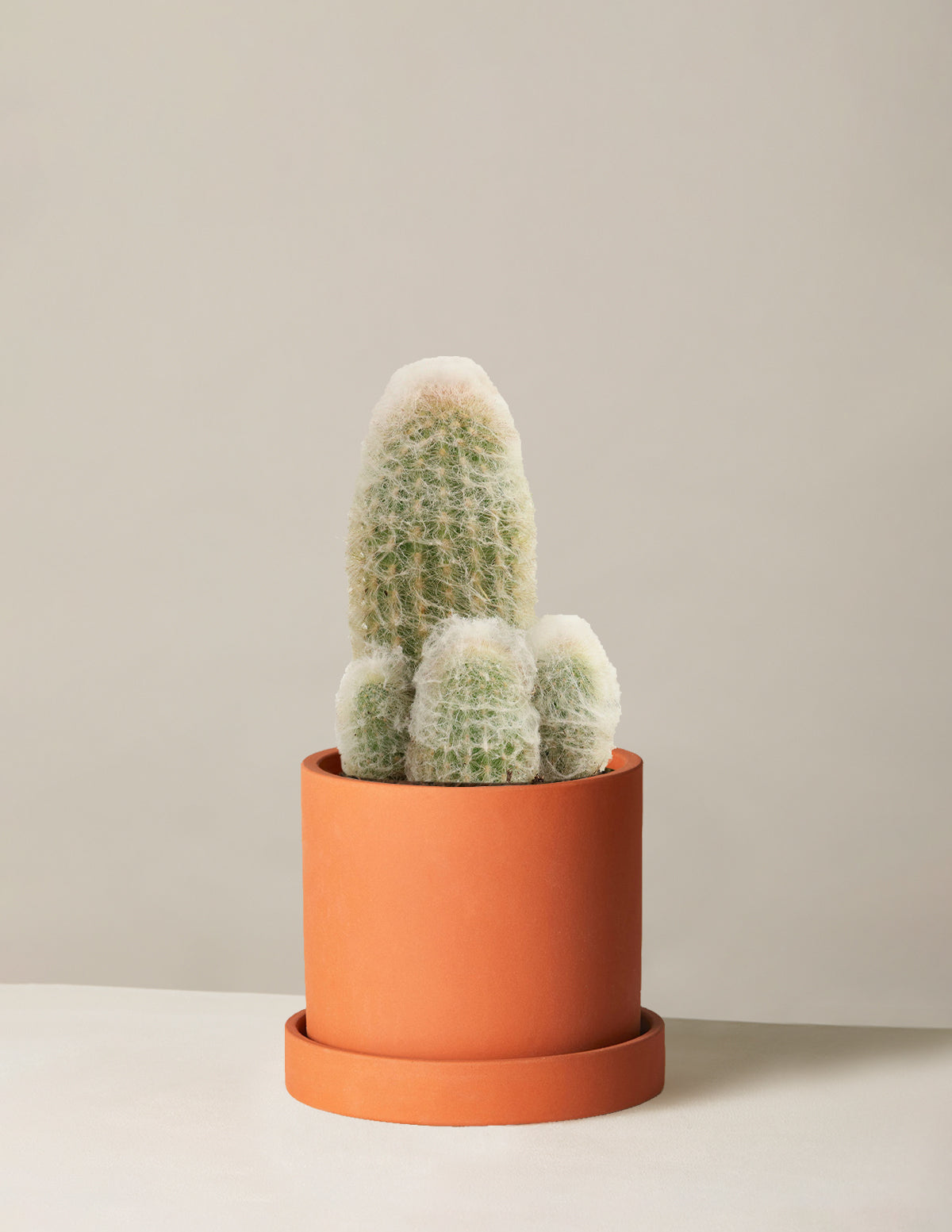 Old Man Cactus
