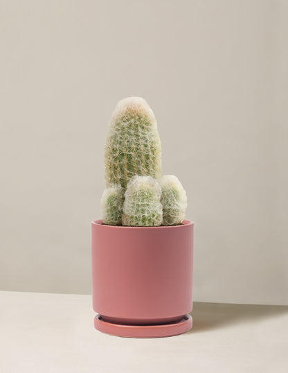 Old Man Cactus