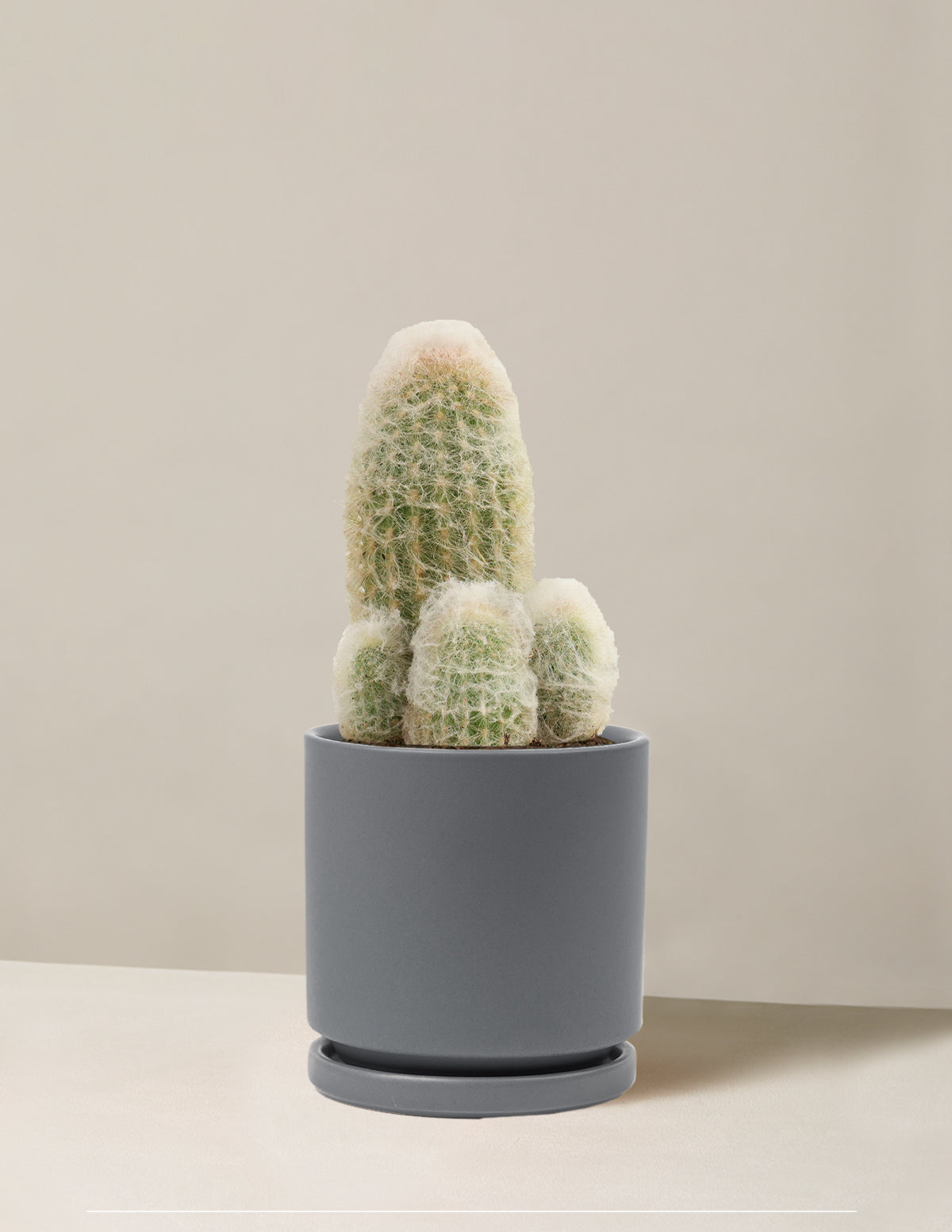 Old Man Cactus