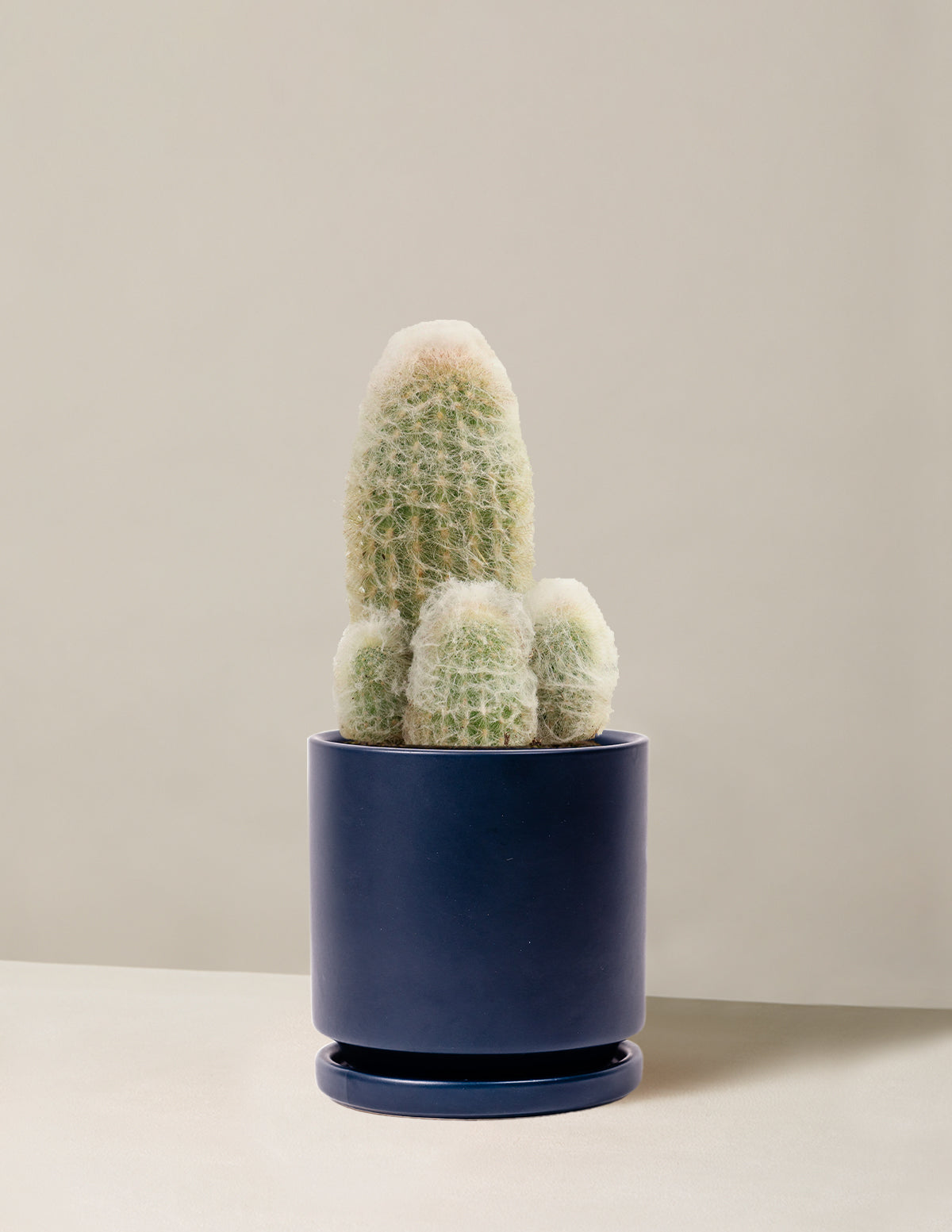 Old Man Cactus