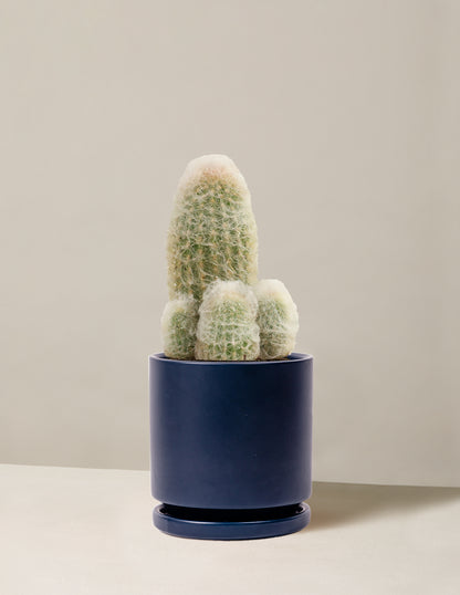 Old Man Cactus