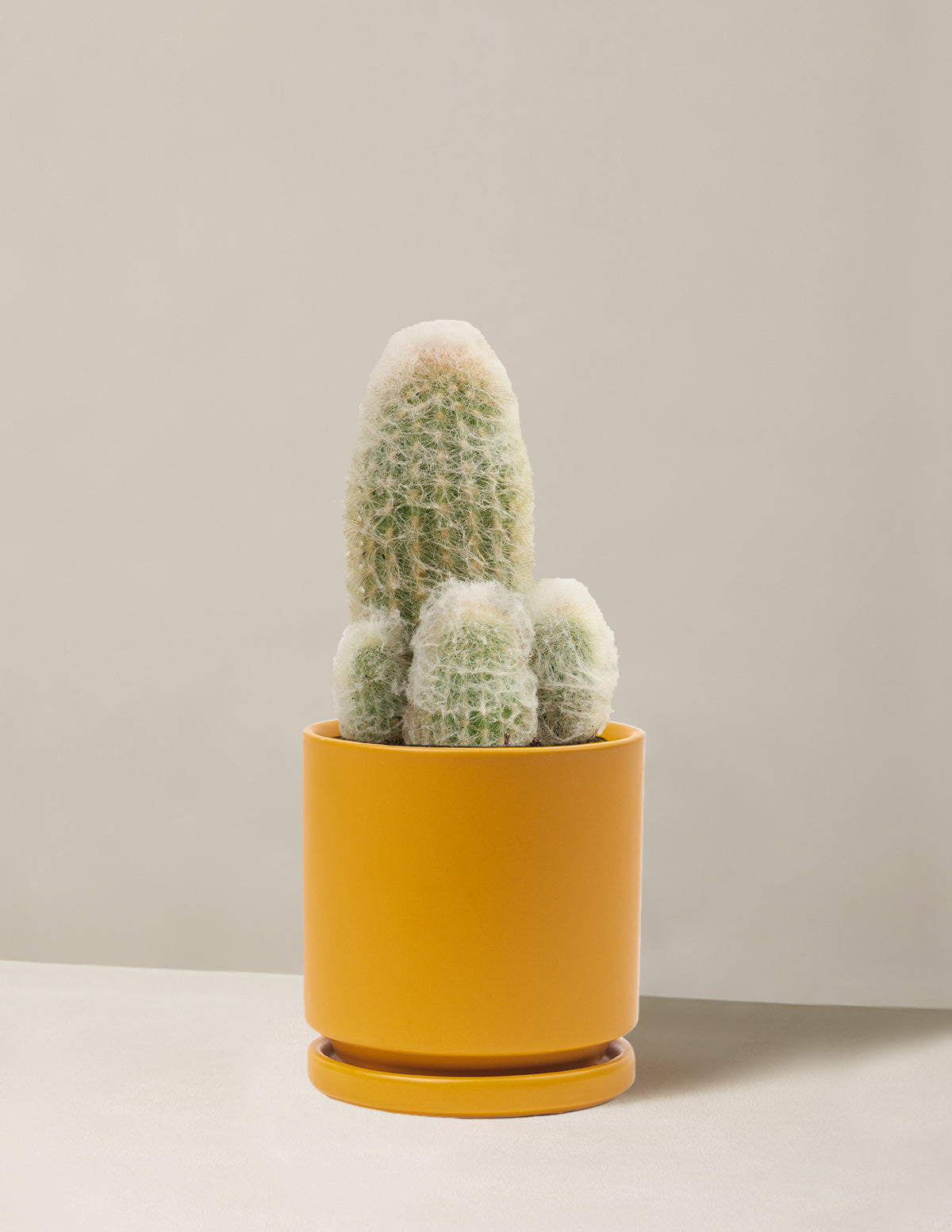 Old Man Cactus