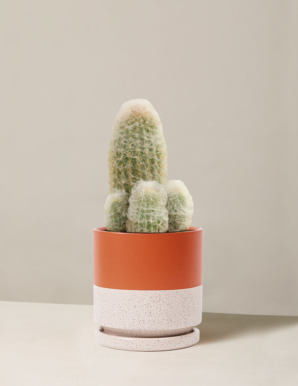 Old Man Cactus