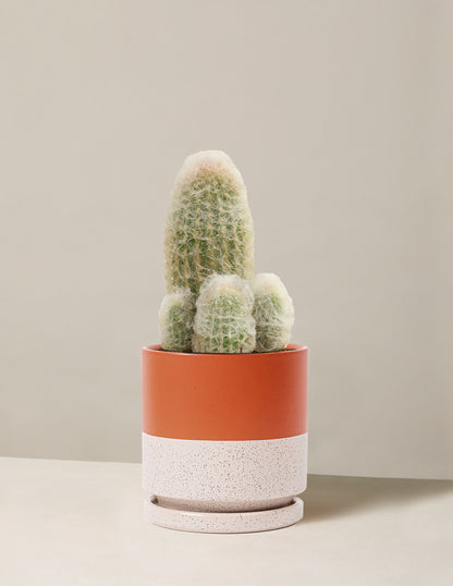 Old Man Cactus