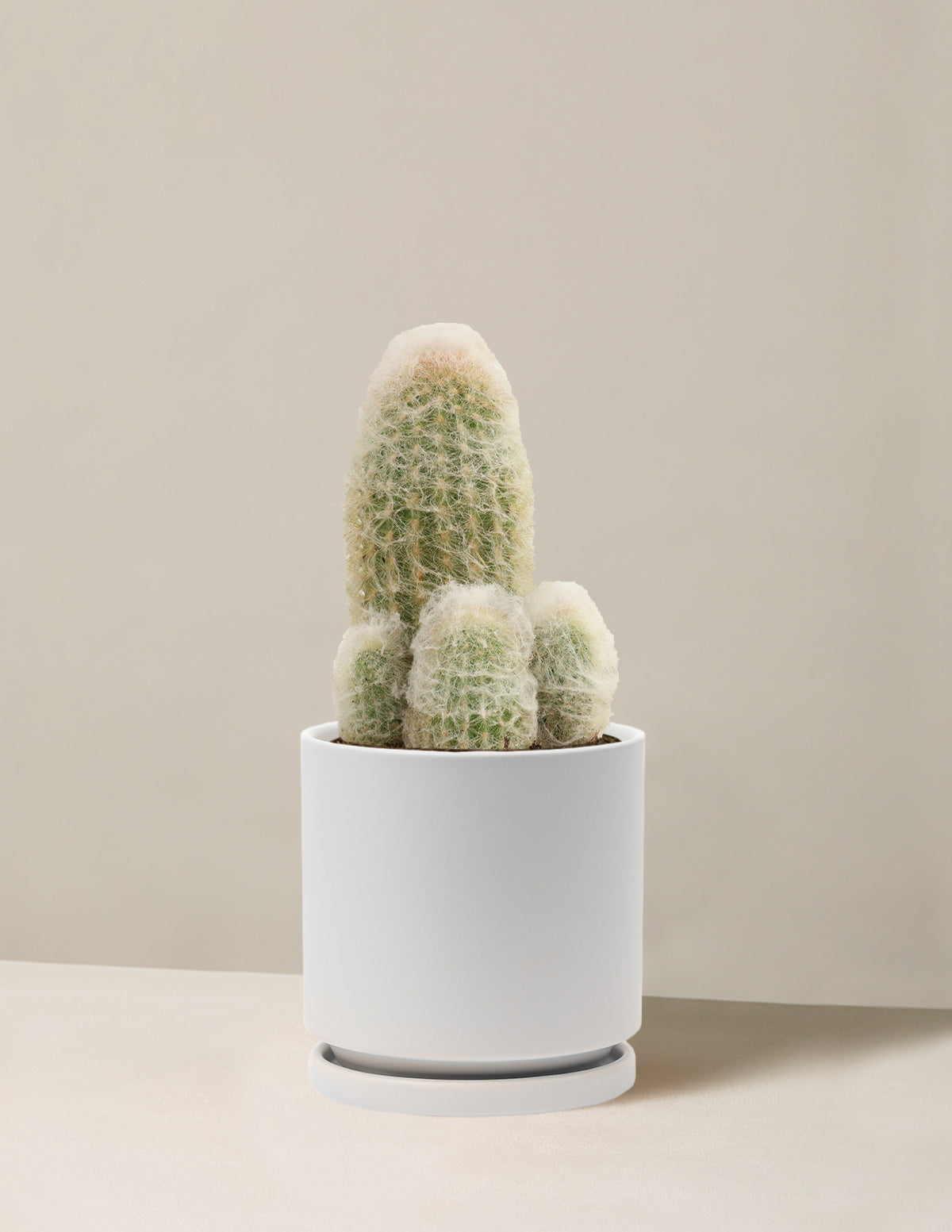 Old Man Cactus