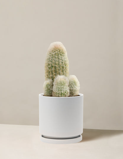 Old Man Cactus
