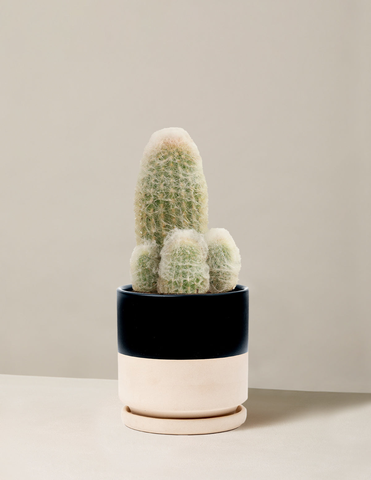 Old Man Cactus