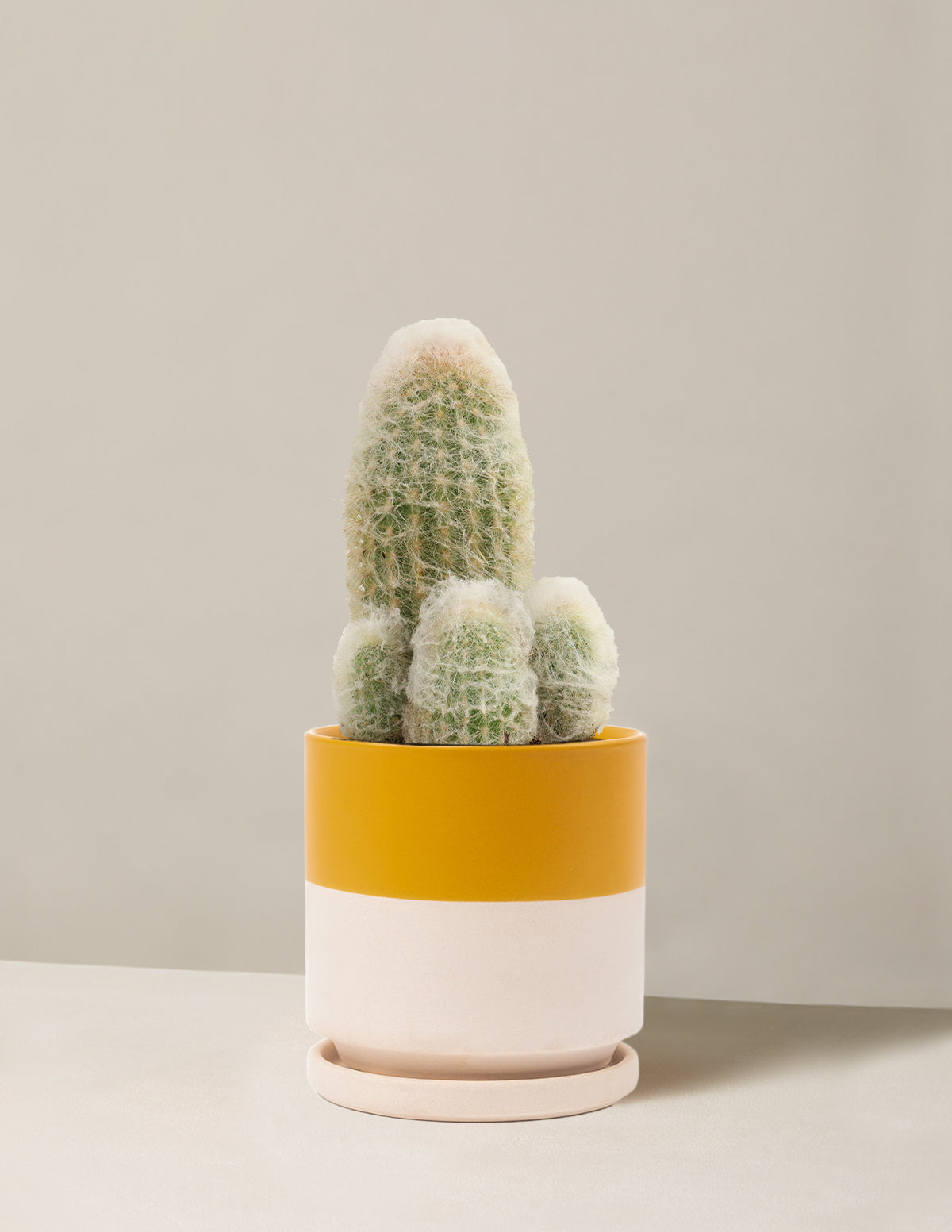 Old Man Cactus