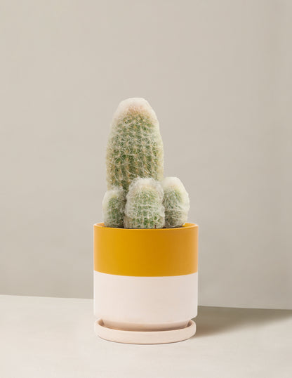 Old Man Cactus