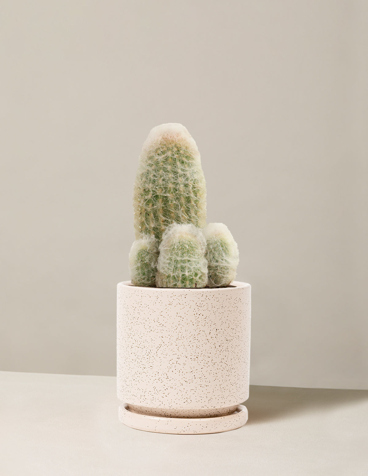 Old Man Cactus
