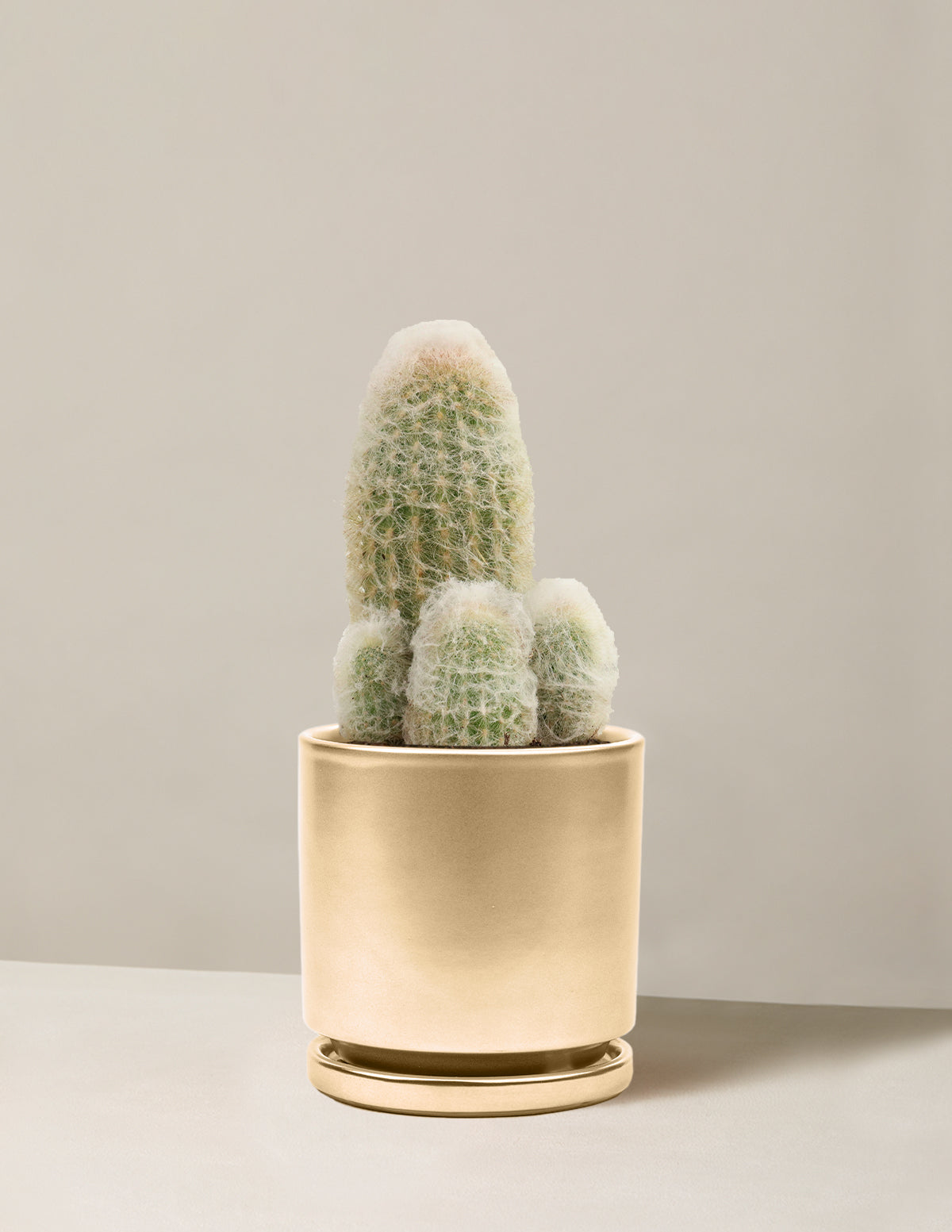 Old Man Cactus
