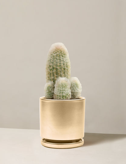 Old Man Cactus