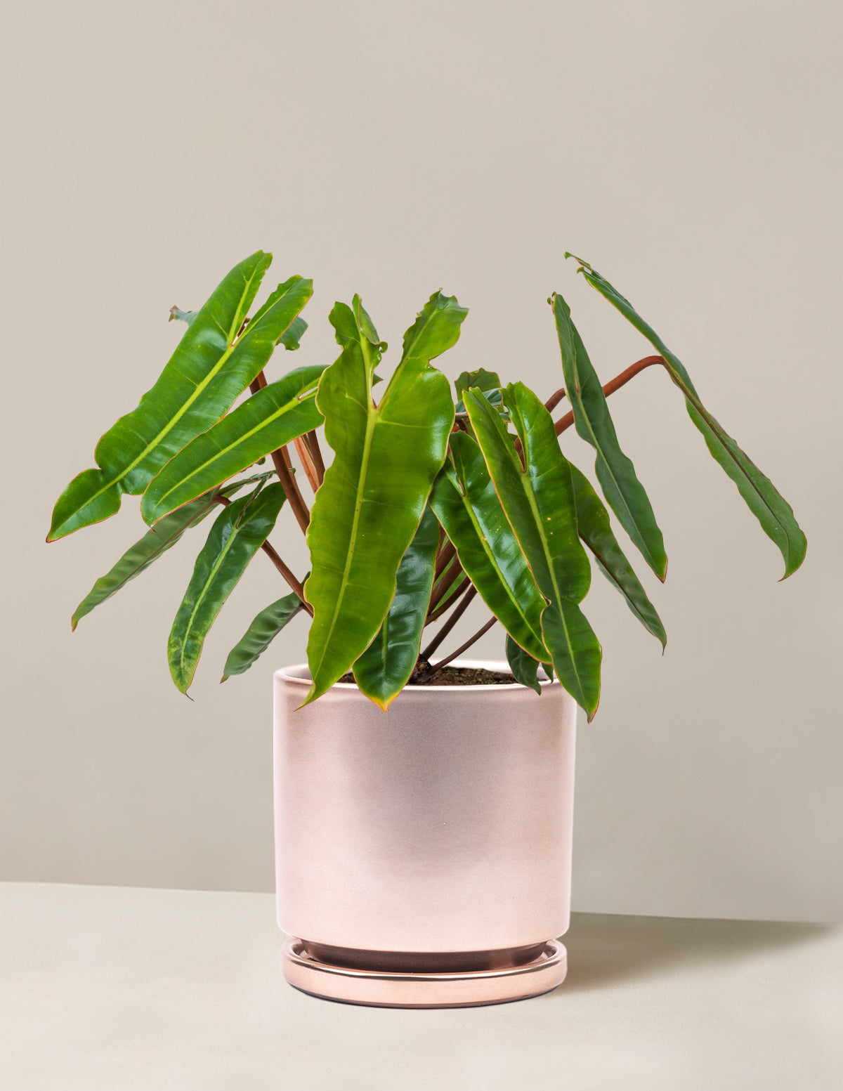 Philodendron Billietiae