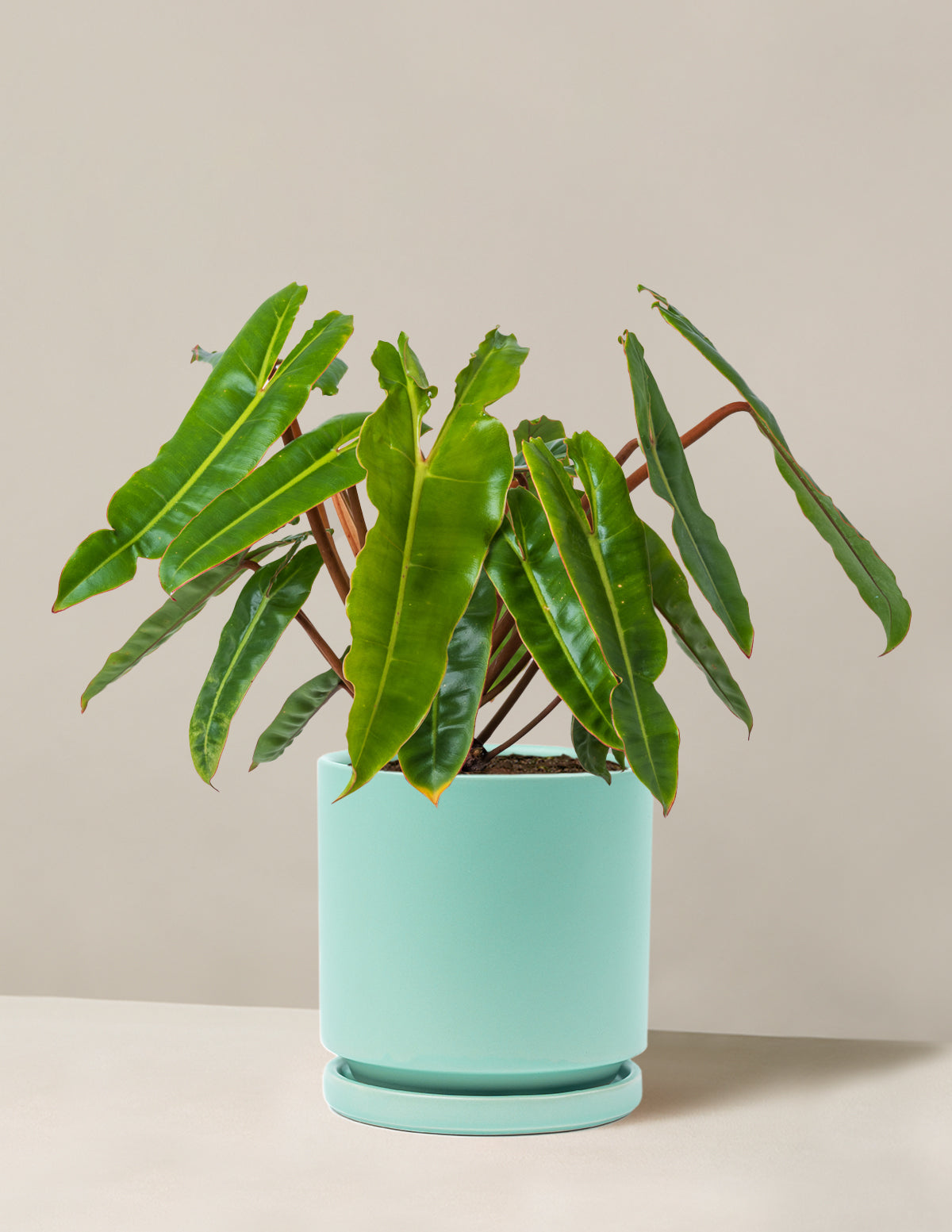Philodendron Billietiae
