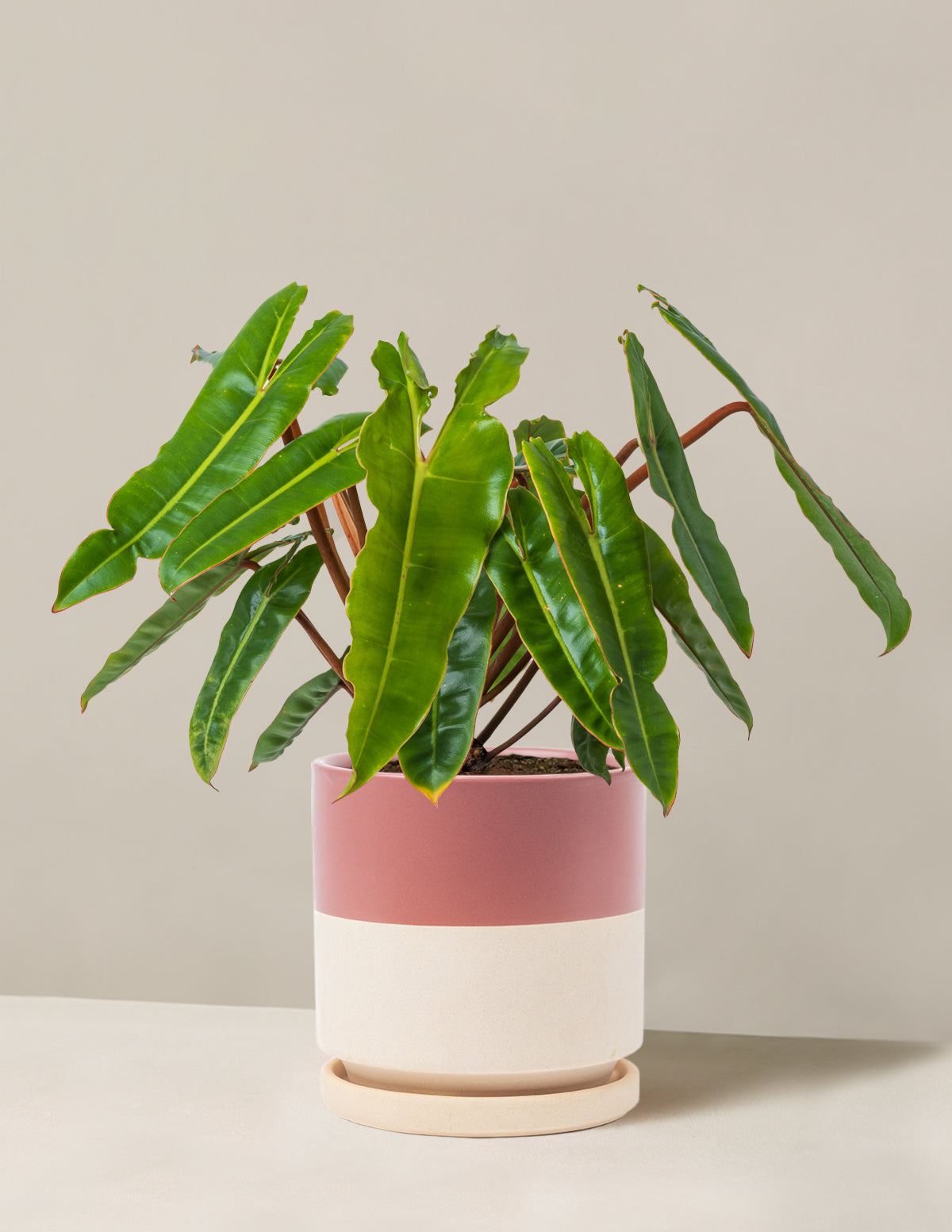 Philodendron Billietiae