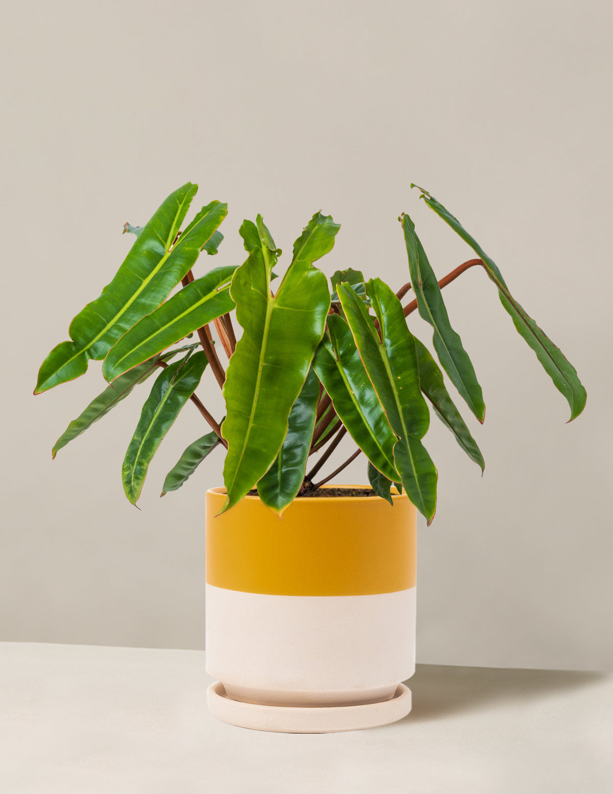 Philodendron Billietiae