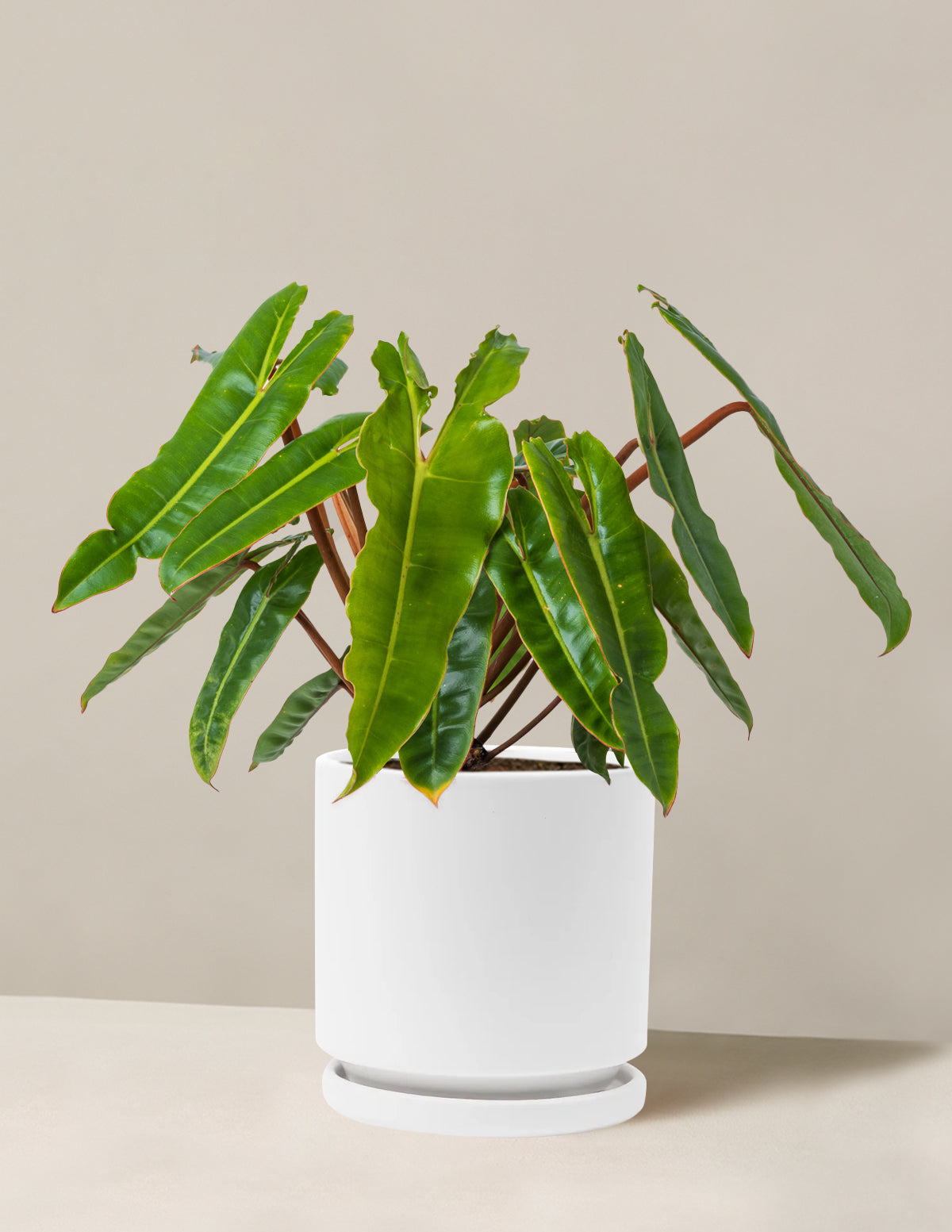 Philodendron Billietiae