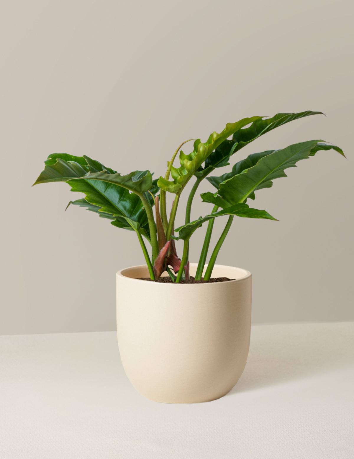 Philodendron Jungle Boogie