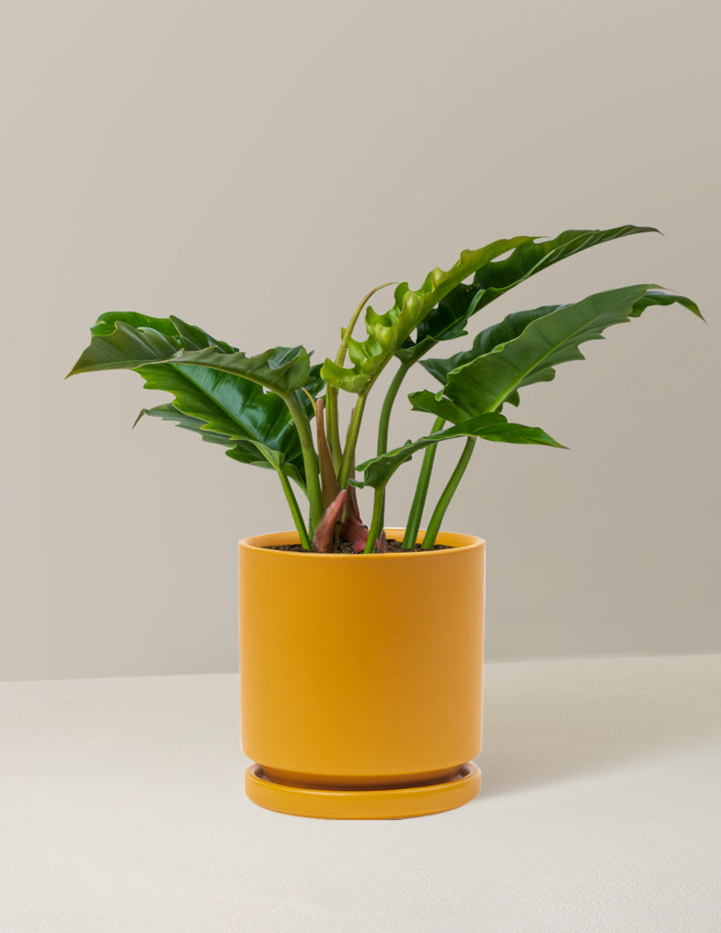 How to care for a Philodendron Jungle Boogie