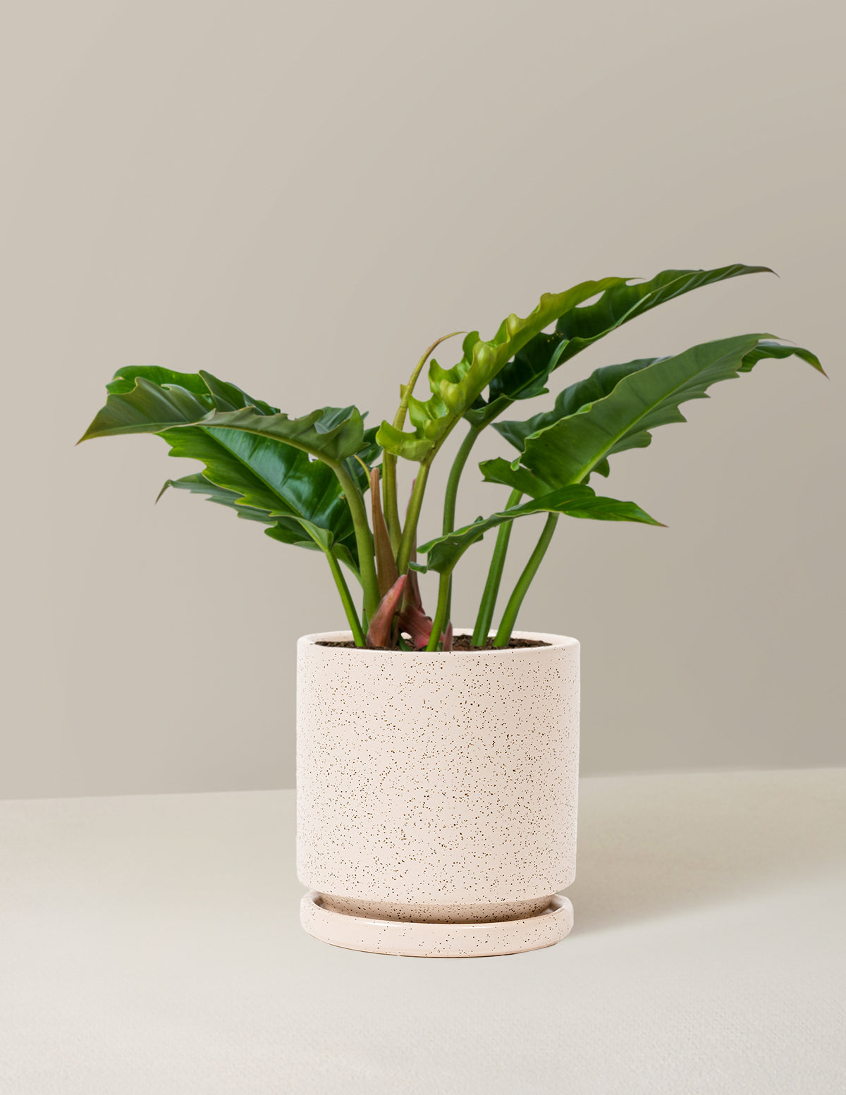 Philodendron Jungle Boogie