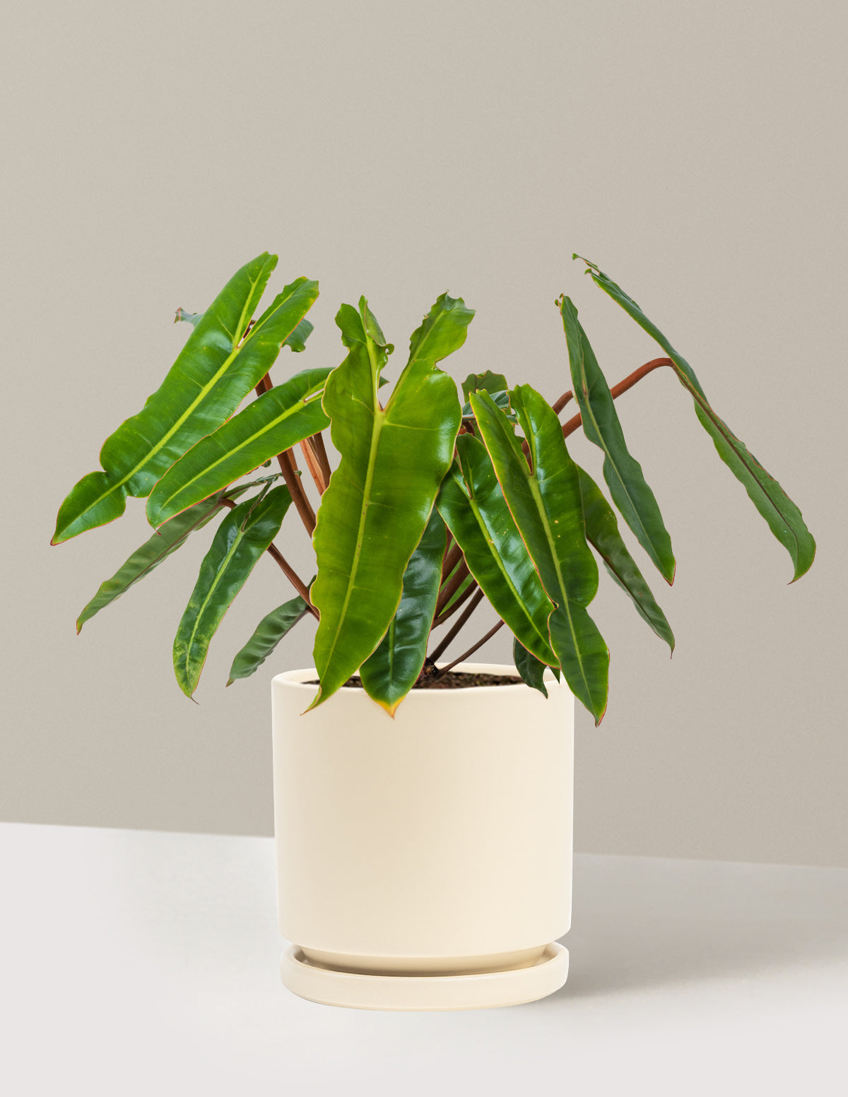 Philodendron Billietiae