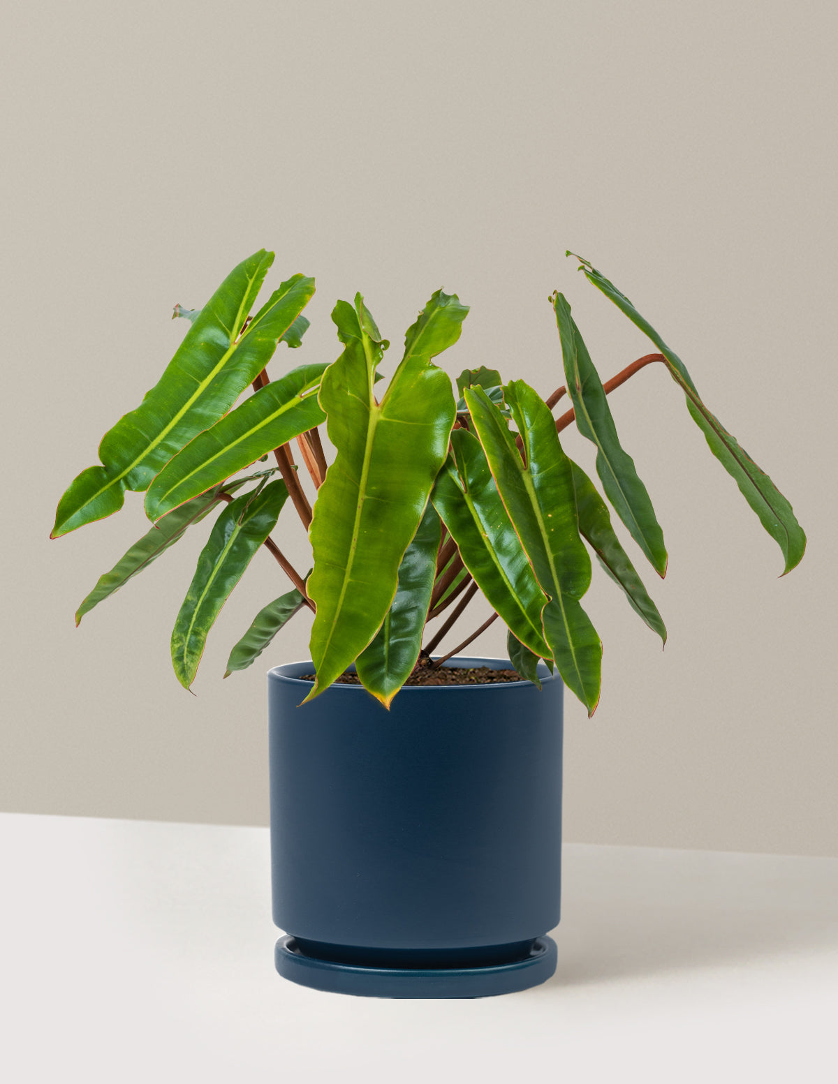Philodendron Billietiae