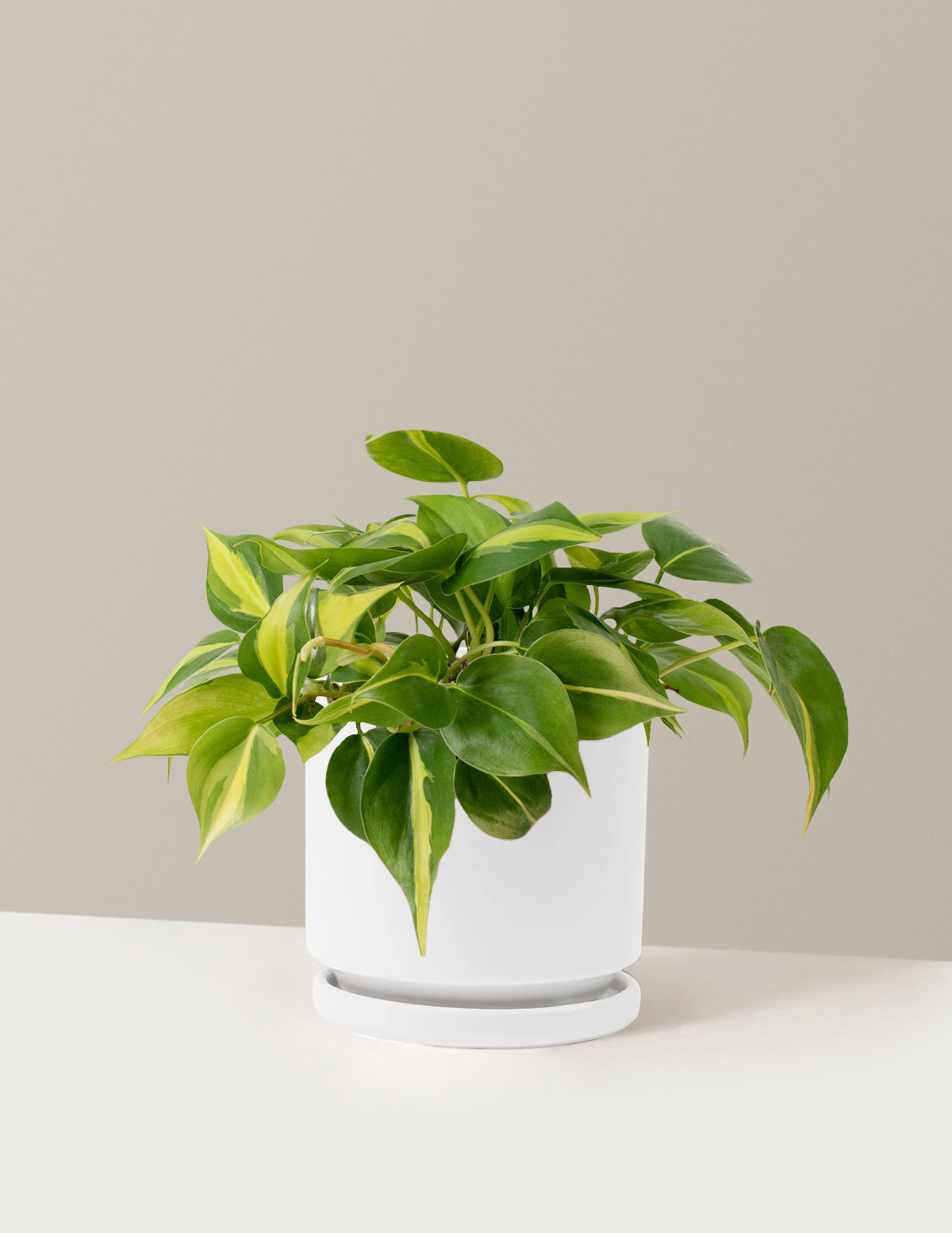philodendron brasil plant Philodendron Brasil Houseplant with Planter - Medium (4-7" tall) Lavender Planter