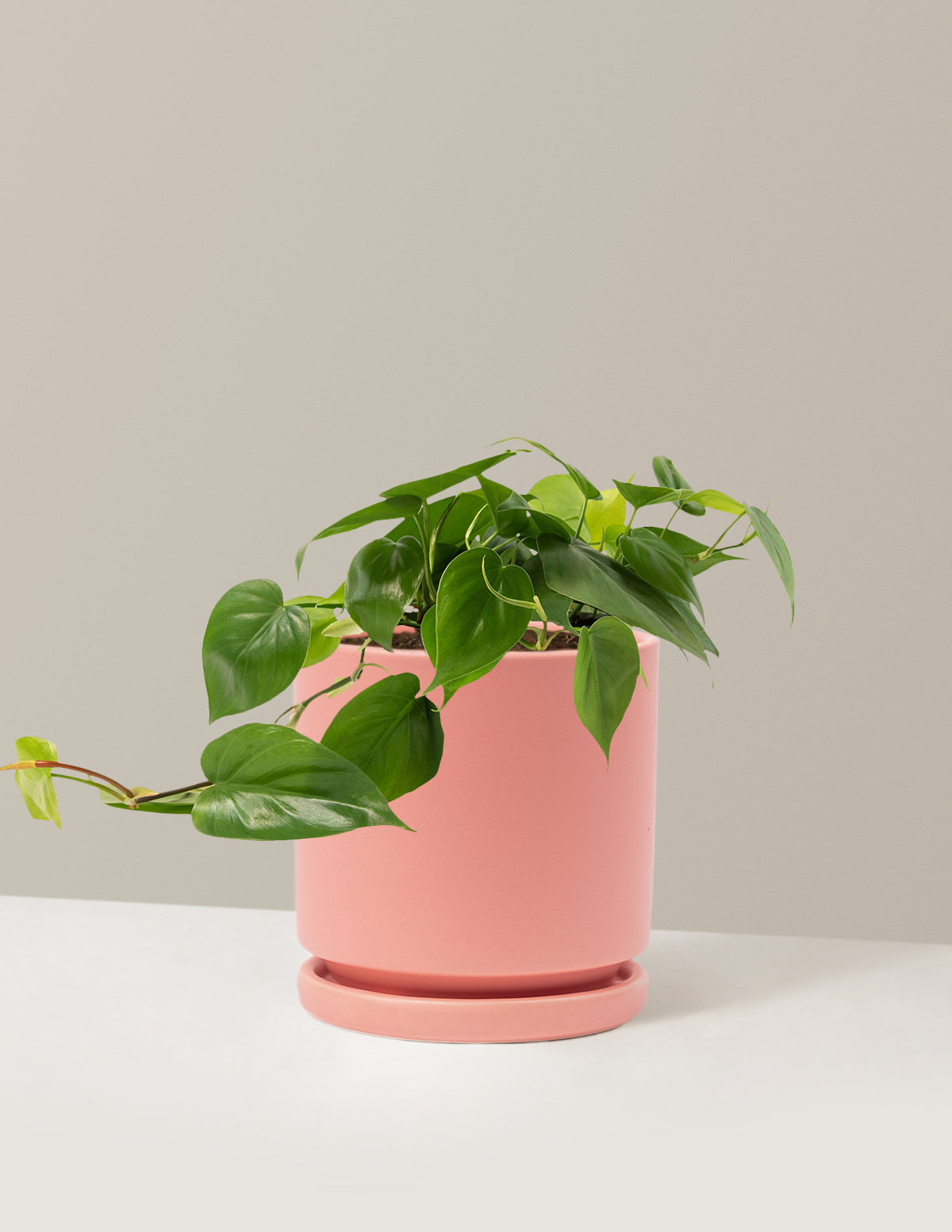 Heartleaf Philodendron