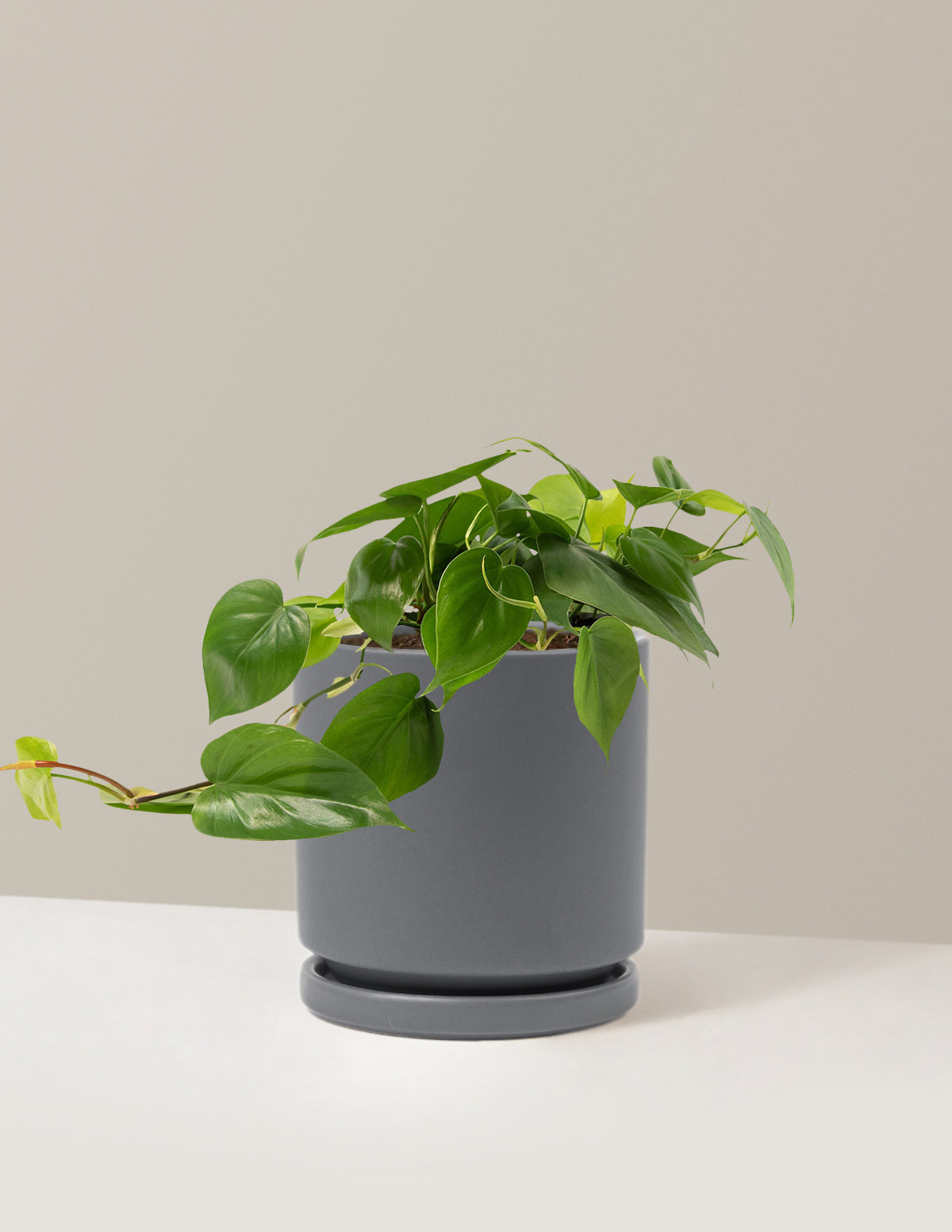 Heartleaf Philodendron