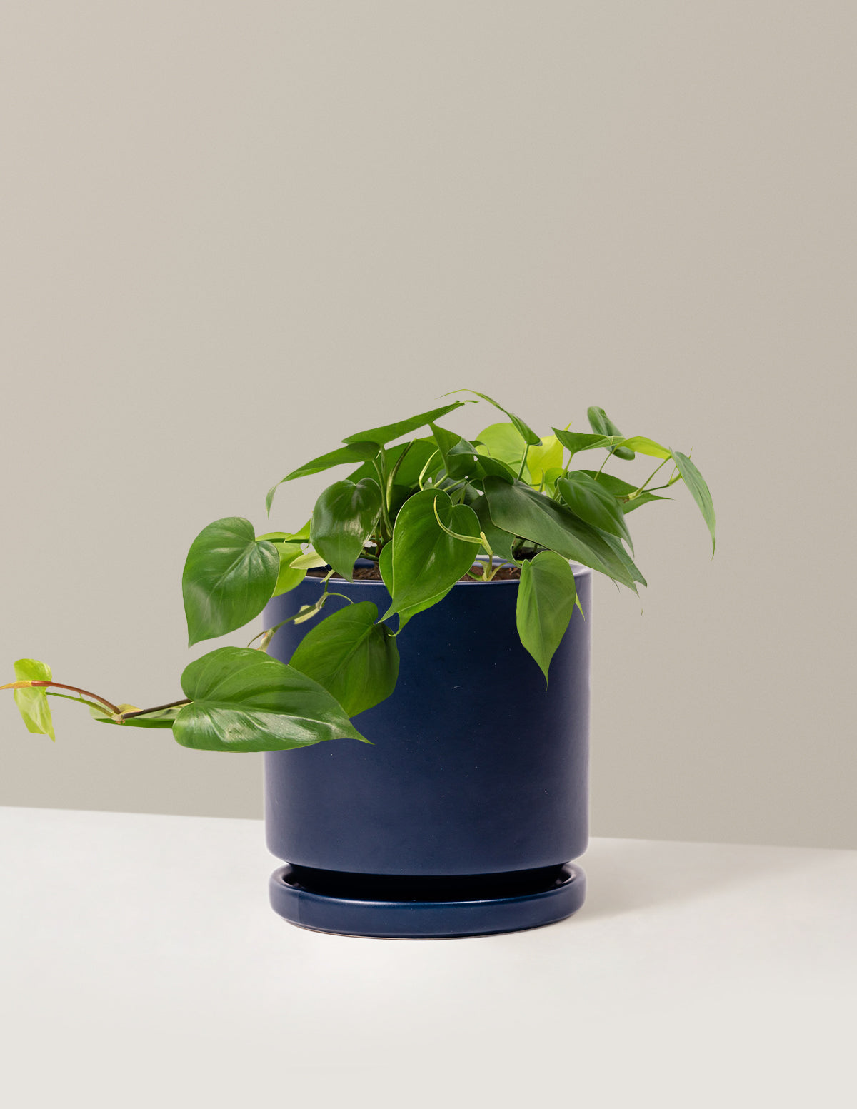Heartleaf Philodendron
