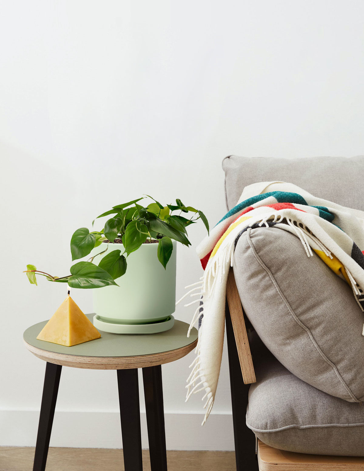 Heartleaf Philodendron