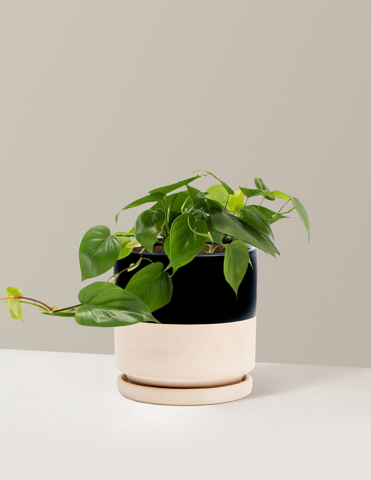 Heartleaf Philodendron