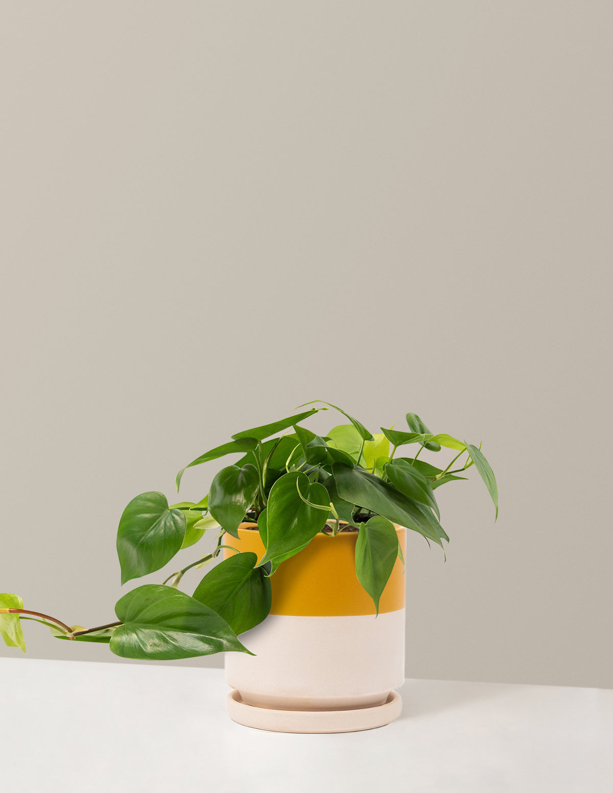 Heartleaf Philodendron