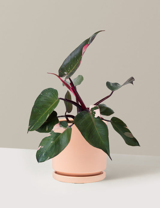 Philodendron Pink Princess