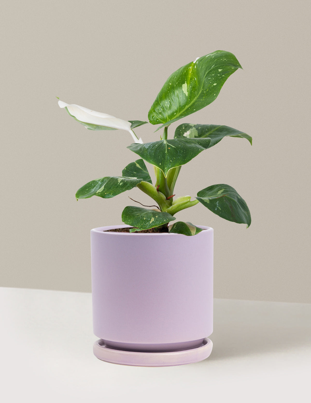 Philodendron White Knight | Houseplants for Delivery