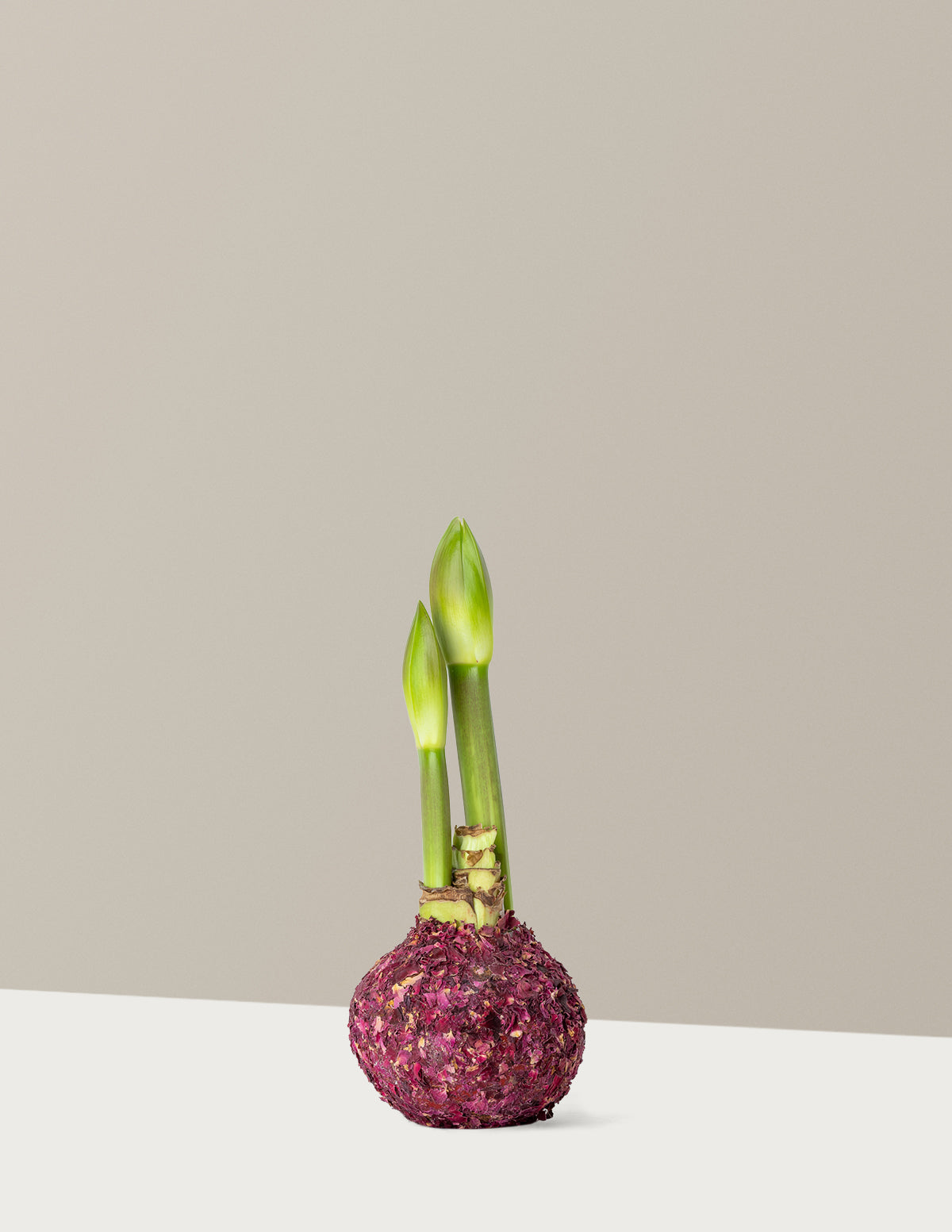Waxed Amaryllis Bulb