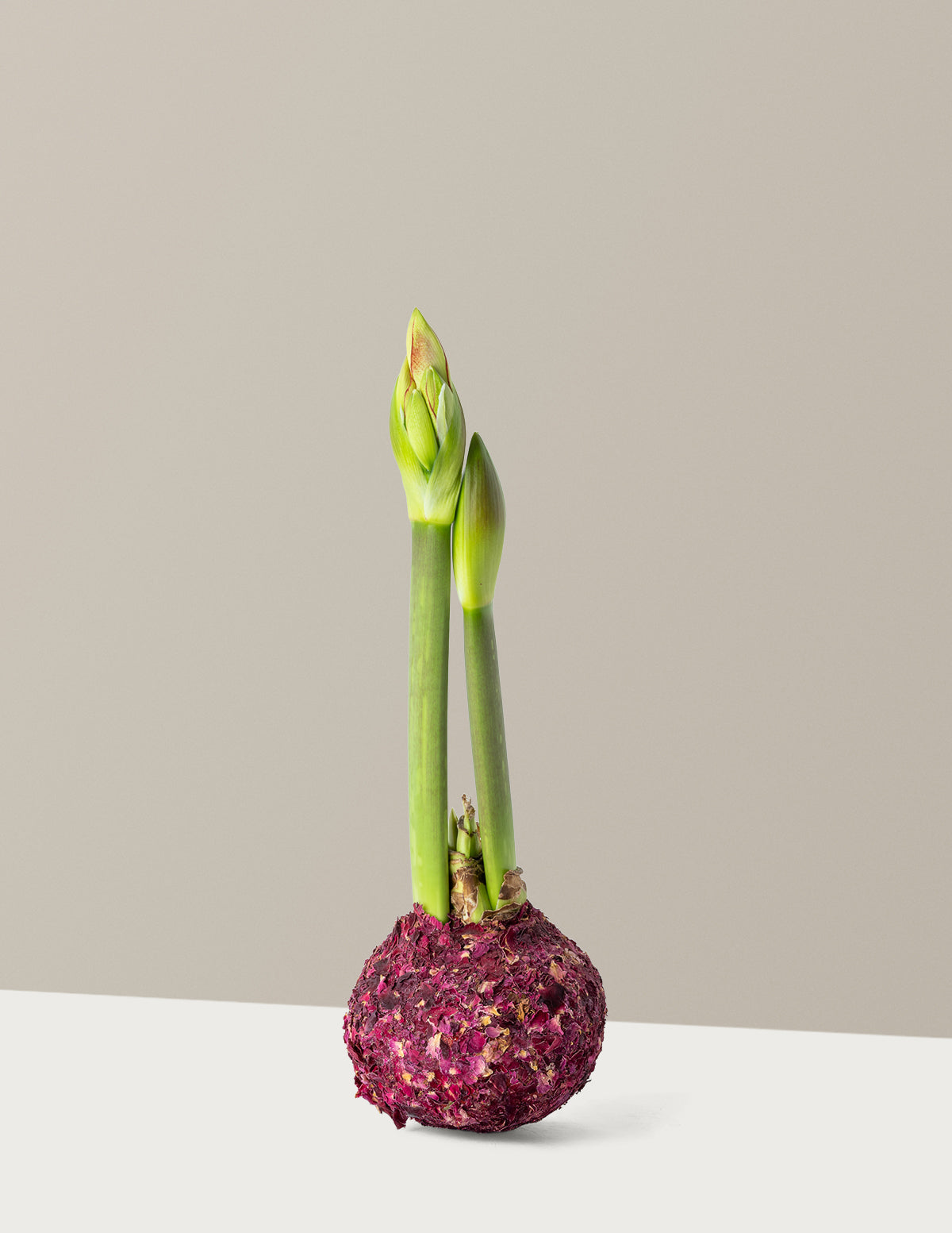 Waxed Amaryllis Bulb