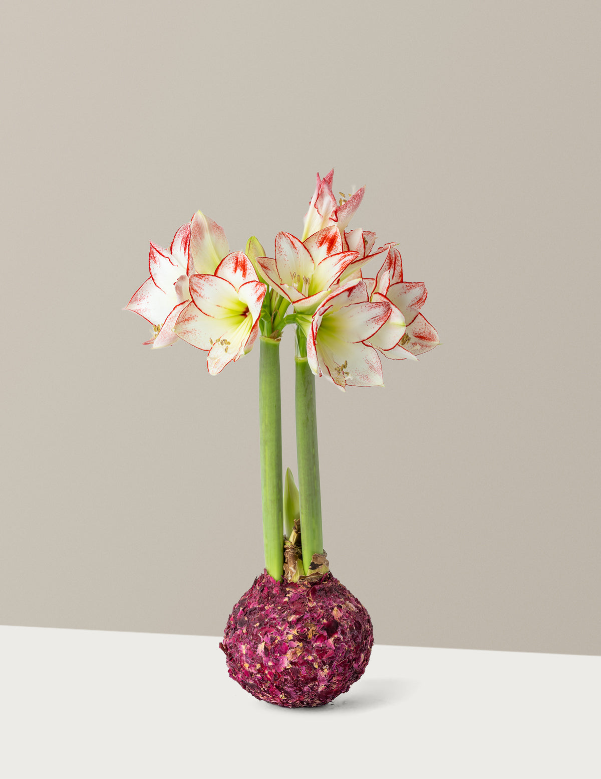 Waxed Amaryllis Bulb