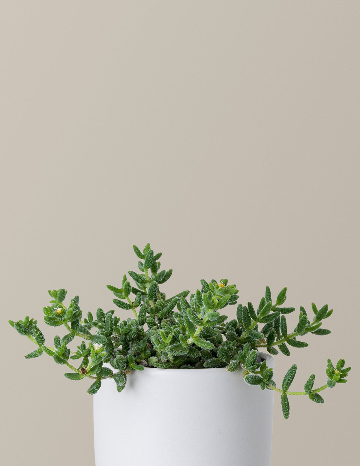 Pickle Plant