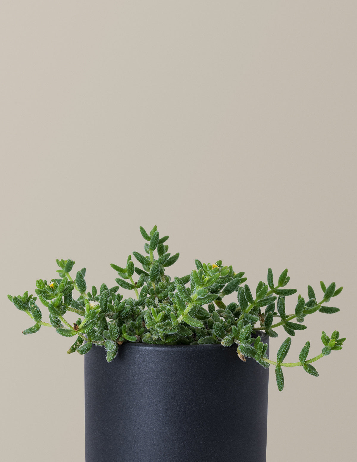 Pickle Plant