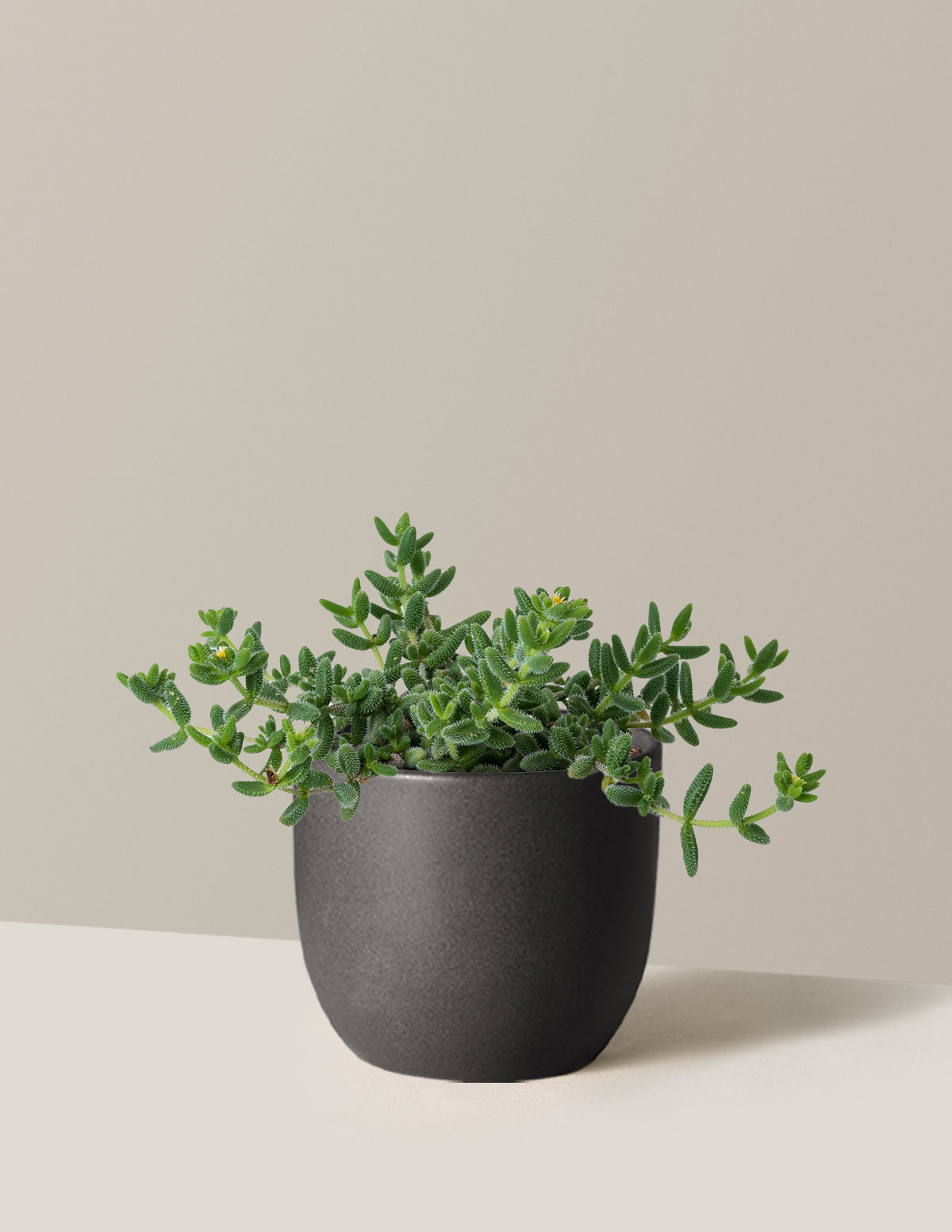 Pickle Plant