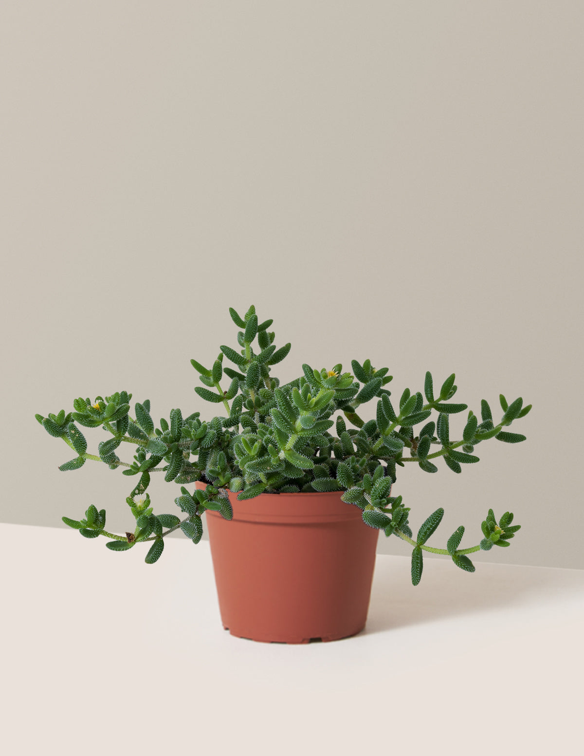 Pickle Plant